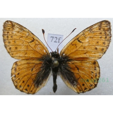 Boloria sipora (Moore, 1875) Kirgistan72f